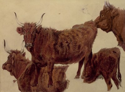 Studie skotu z Vysočiny (olej na papíře) od Richard Ansdell
