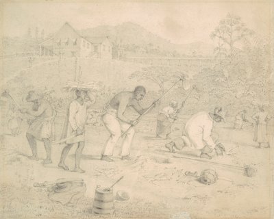 Pěstování cukrové třtiny (Trinidad) od Richard Bridgens