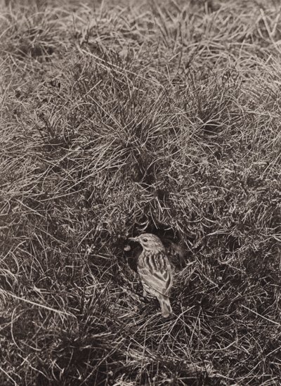 Pikanka luční (černobílá fotografie) od Richard and Cherry Kearton