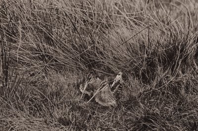 sluky pokrývající mláďata (černobílá fotografie) od Richard and Cherry Kearton