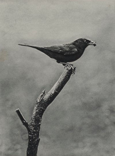 Samec kosa s potravou pro mláďata (černobílá fotografie) od Richard and Cherry Kearton