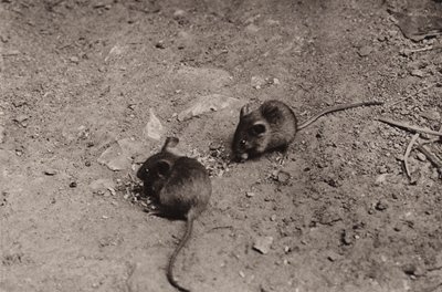 Myši při večeři (černobílá fotografie) od Richard and Cherry Kearton