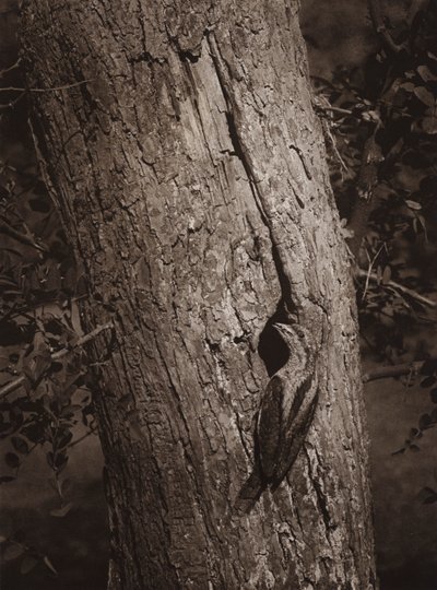 Wryneck u hnízdní díry (černobílá fotografie) od Richard and Cherry Kearton