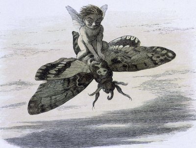 Un elfe chevauchant un papillon. Ilustrace Richarda Doylea v ""V pohádkové zemi." Série obrázků ze světa elfů"" accompagnee d