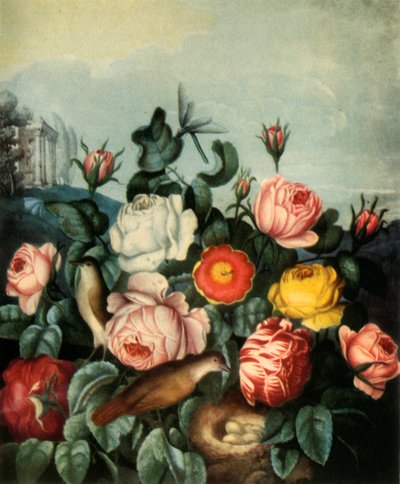 "Růže", 1799, 1944. od Richard Earlom