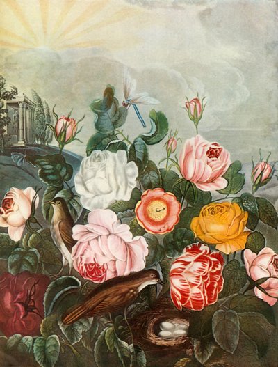 Růže, c1805, 1948. od Richard Earlom