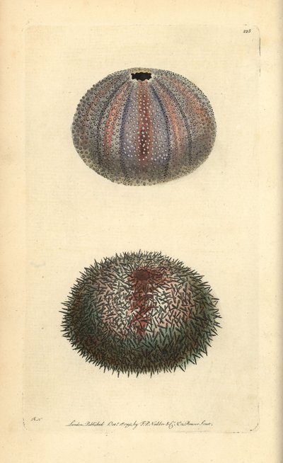 Jedlý mořský ježek, Echinus esculentus, od George Shawa a Fredericka Noddera „The Naturalist