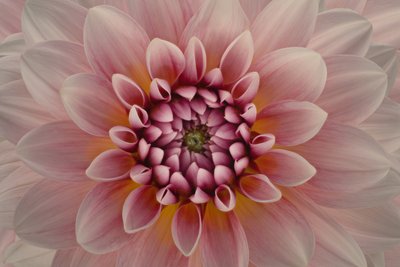 Zářivě růžová dahlia od Richard Urbanski