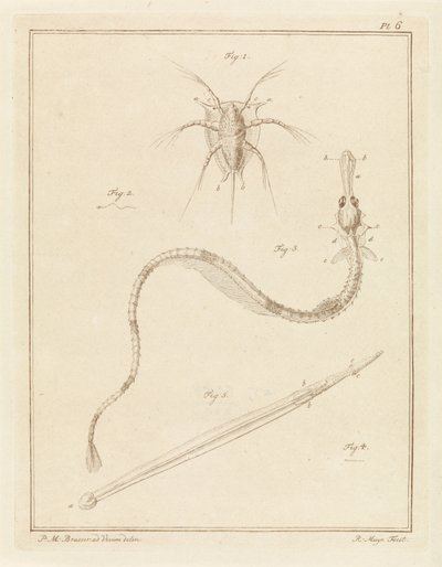 Barnacle, pipefish a arrow červ od Robbert Muys