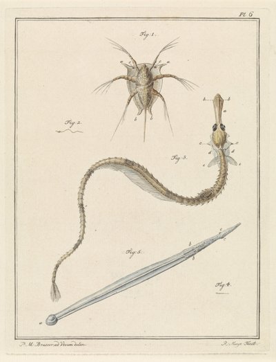 Barnacle, pipefish a arrow červ od Robbert Muys