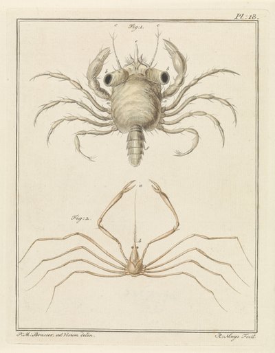 Plážový krab a druh kraba šípového od Robbert Muys