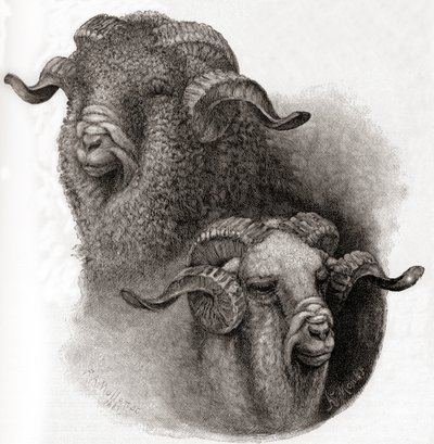 Hlava berana z Merina porovnána před a po stříhání, z časopisu The Century Illustrated Monthly Magazine, vydaného v roce 1884 od Robert Antoine Muller