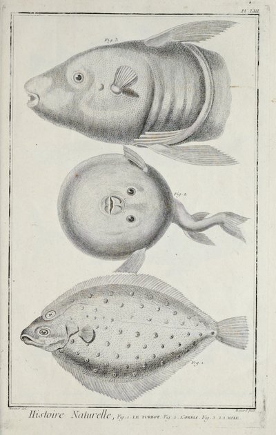 Ilustrace z knihy „Sbírka desek, o vědách, svobodných uměních a mechanických uměních s jejich vysvětlením“ od Denise Diderota od Robert Benard