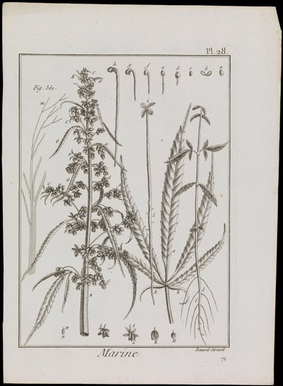 Námořní schéma květin, asi 1810 (rytina a lept) od Robert Benard