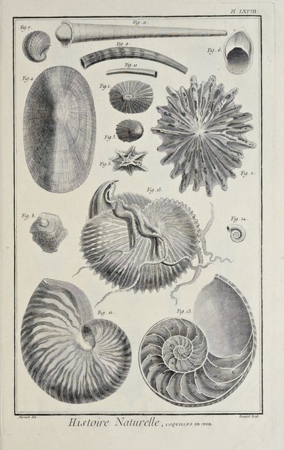Mořské mušle, ilustrace ze „Sbírky desek, o vědách, svobodných uměních a mechanických uměních s jejich vysvětlením“ od Denise Diderota od Robert Benard