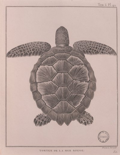Želva z Rudého moře, ilustrace z 