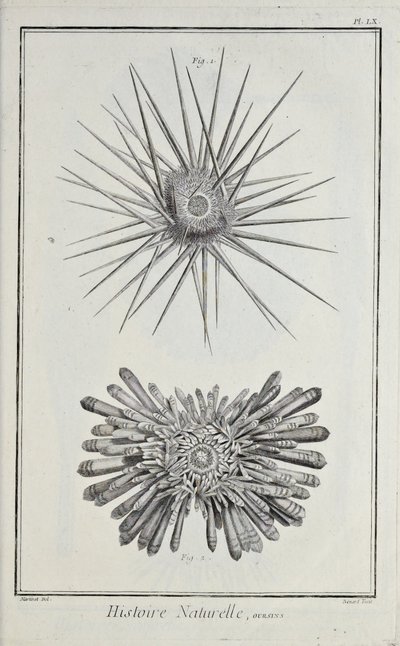 Urchins, ilustrace z 