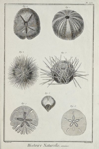 Urchins, ilustrace z 
