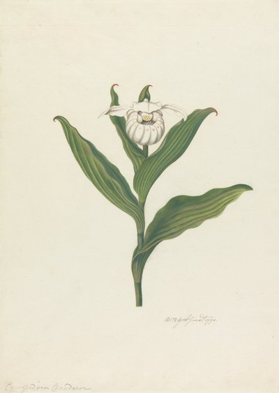 Pantoflíček dámský (Cypripedium Canadense, Calceolus Maria) od Robert Blyth