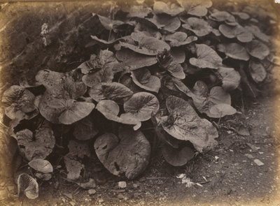 Studie rostlin, 60. léta 19. století (foto) od Robert Burrows