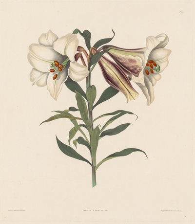 Výběr rostlin Hexandrian, patřících do přirozeného řádu Amaryllidae..., 1831-1832. od Robert Havell