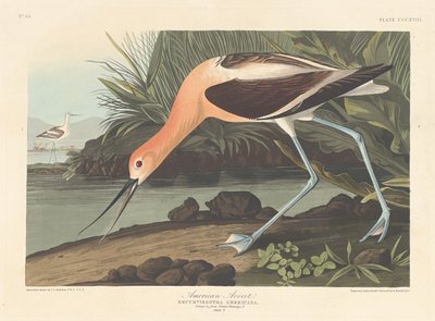 Americký Avocet, 1836. od Robert Havell