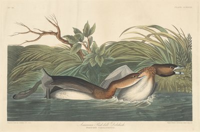 Americký Pied-Bill Dobchick, 1835. od Robert Havell