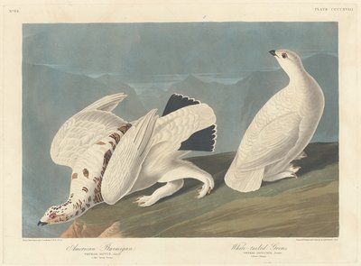 Americký Ptarmigan a White-tailed Grous, 1838. od Robert Havell