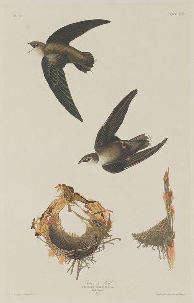 American Swift, 1833. od Robert Havell