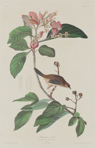 Bachmans Finch, 1833. od Robert Havell
