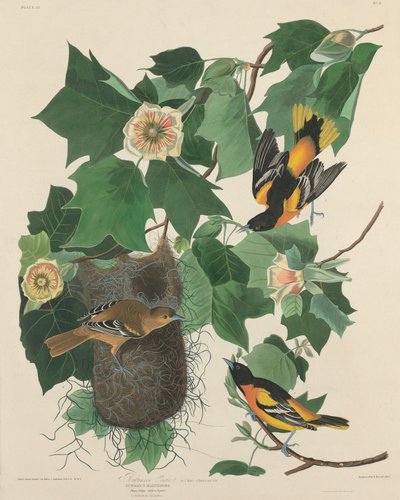 Baltimore Oriole, 1827. od Robert Havell