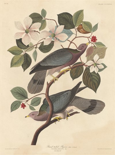 Holub pásoocasý, 1837. od Robert Havell