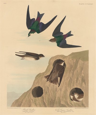 Bankovní vlaštovka a fialovozelená vlaštovka, 1837. od Robert Havell