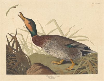 Poskvrněná kachna, 1836. od Robert Havell