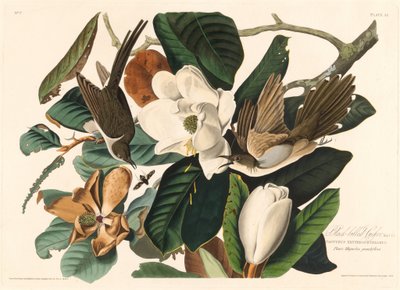 Kukačka černozobá, 1828. od Robert Havell