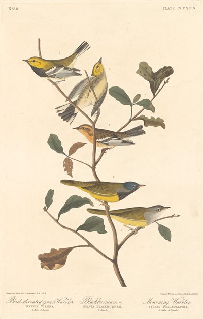 Pěnice černokrká, pěnice černokrká a pěnice truchlící, 1837. od Robert Havell
