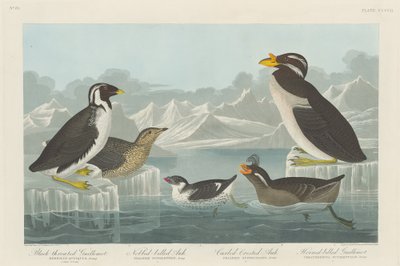 Guillemot černohrdlý, alek nobbedzobý, lok kadeřavý chocholatý a rohozobý..., 1838. od Robert Havell