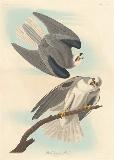 Jestřáb černokřídlý, 1837. od Robert Havell