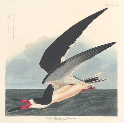 Černý skimmer, 1836. od Robert Havell
