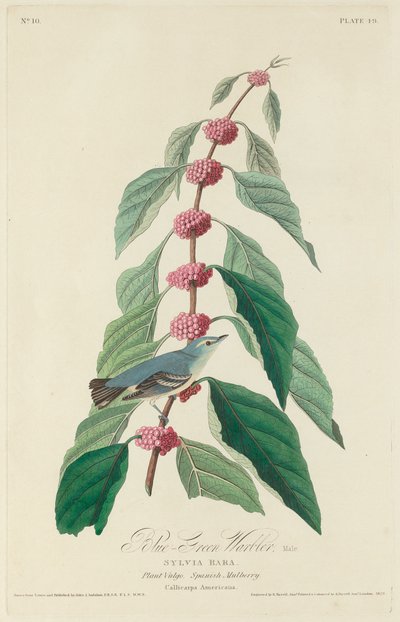 Pěnice modrozelená, 1828. od Robert Havell