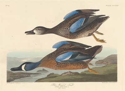 Modrokřídlá čírka, 1836. od Robert Havell