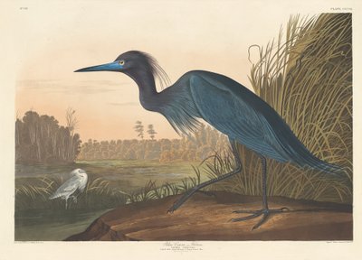 Modrý jeřáb nebo volavka, 1836. od Robert Havell
