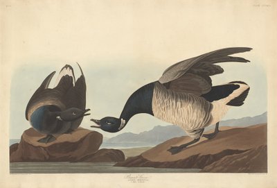 Brant Goose, 1837. od Robert Havell