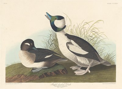 Kachna s buvolí hlavou, 1836. od Robert Havell
