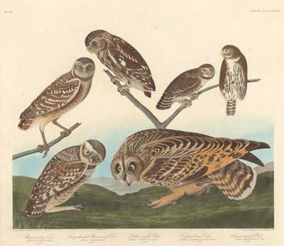 Puštík obecný, puštík velkohlavý a noční sova, 1838. od Robert Havell