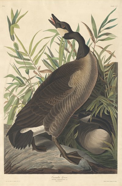 Kanadská husa, 1834. od Robert Havell