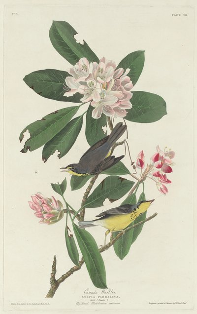 Pěnice kanadská, 1831. od Robert Havell