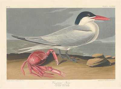 Cayenne Tern, 1835. od Robert Havell