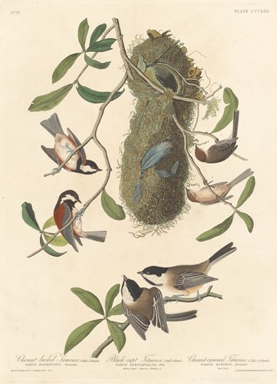 Sýkora kaštanově hřbetá, sýkorka černotemenná a sýkorka kaštanová, 1837. od Robert Havell
