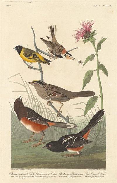 Pěnkava kaštanově zbarvená, sikožec černohlavý, strnad černý a pěnkava arktická, 1837. od Robert Havell